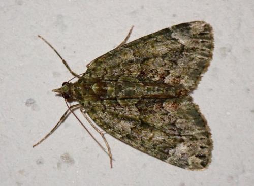 Réf. 325 329 : Chloroclysta siterata